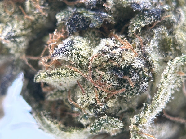 Exotic, Rainbow Push Pop, 3.5G